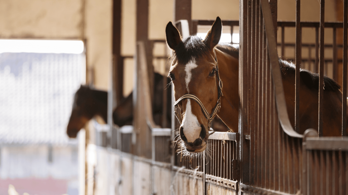 Warum wir Pferde unterschätzen