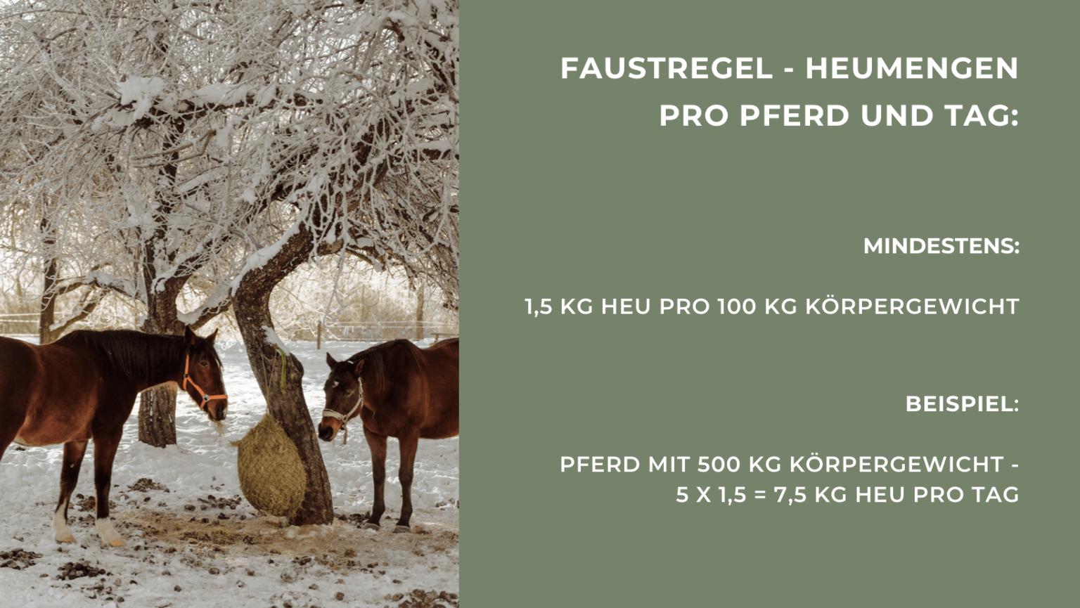 Das kleine 1x1 der Pferdefütterung - StallGedanken