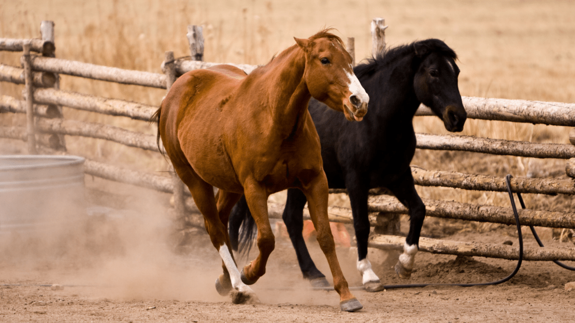 Stress beim Pferd - Studien und Links