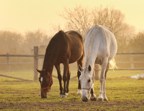 Pferdefütterung Studien und Links