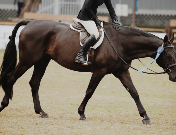 Ethik im Pferdesport Studien und Links